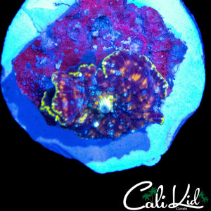 CK UNRELEASED DISCO MUSHROOM