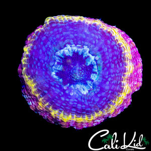CB RAINBOW BOWERBANKI