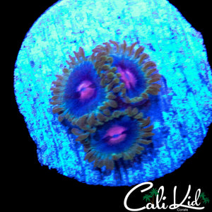 MIAMI VICE TYPE ZOA TRIPLE