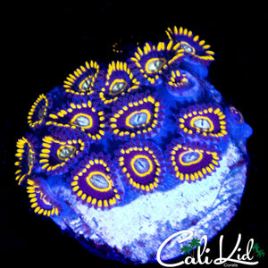 OG PURPLE HORNETS MINI COLONY