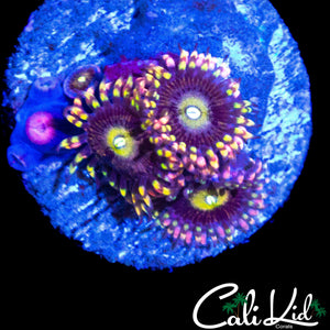 CK ANTI MATTER ZOA QUAD