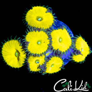CK SOLAR DEITY MINI COLONY