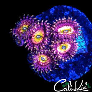 CHONG BONG ZOA MINI COLONY