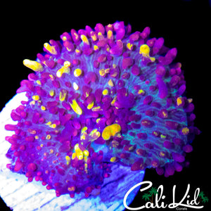 CB MAGIC CARPET MUSHROOM