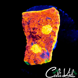 ULTIMATE RAINBOW CHALICE FRAG