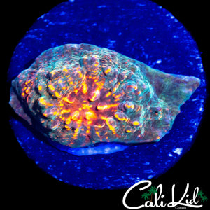 RAINBOW EYE ULTRA CHALICE