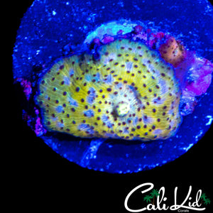 SUPER COOL PATTERN DISCO SHROOM