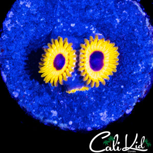GREAT OWL ZOA TRIPLE