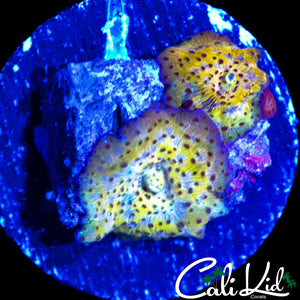 SUPER COOL PATTERN DISCO SHROOM DOUBLE