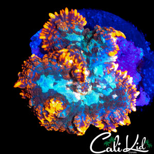 SPLITTING FLAME RIM RHODACTIS