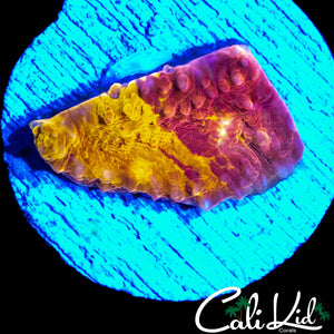 50/50 CK UNRELEASED CHALICE