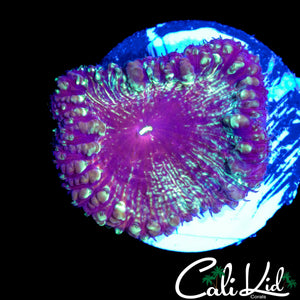 XL HEAD SPECKLED BLASTO