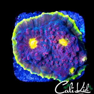 CK MELON HEAD CHALICE