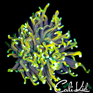 MEDUSA MORPH TORCH