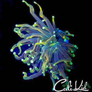 MEDUSA MORPH TORCH