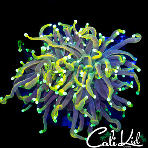 MEDUSA MORPH TORCH