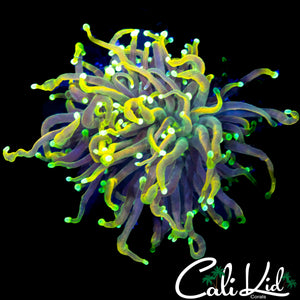 LARGE MEDUSA MORPH TORCH