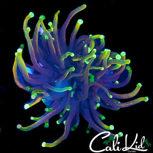 AQUACULTURED DRAGON SOUL TORCH