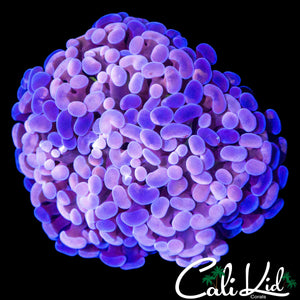PASTEL BI COLOR BRANCHING TORCH