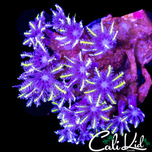 RAINBOW CLOVES CHUNK