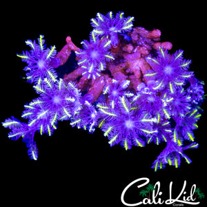 RAINBOW CLOVES CHUNK