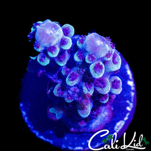 RR BLUE THUNDER ACRO