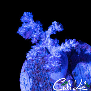ULTRA NEPHTHEA CORAL