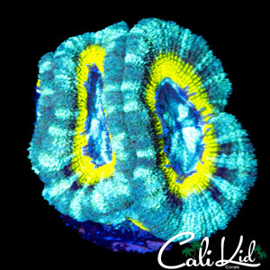 RARE ASIAN ACAN TRIPLE