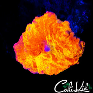 SICK PATTERN ECLECTUS MUSHROOM