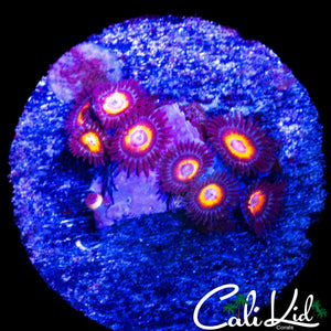 ASSORTED ZOA MINI COLONY