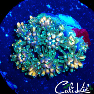 CK KALEIDOSCOPE GALAXIA