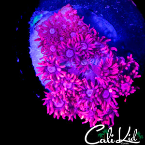 ULTRA BI COLOR GONI