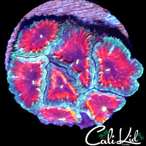 BLOOD ORANGE BLASTO MINI COLONY