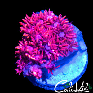 ULTRA BI COLOR GONI