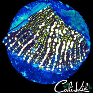 RARE MYCEDIUM CHALICE FRAG