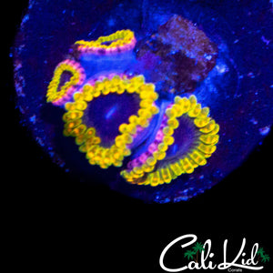 MESOPHERE ZOA QUAD