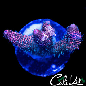 PINK MILLI CHUNK
