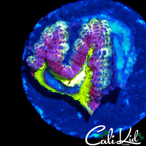 RARE ASIAN ACAN TRIPLE