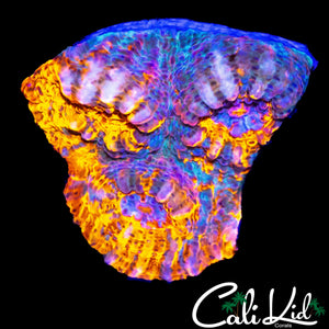 ULTRA SWIRL CHALICE
