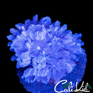 PULSATING XENIA CHUNK