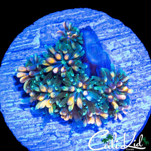 CK KALEIDOSCOPE GALAXIA