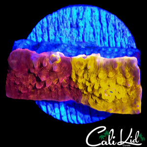 50/50 CK UNRELEASED CHALICE