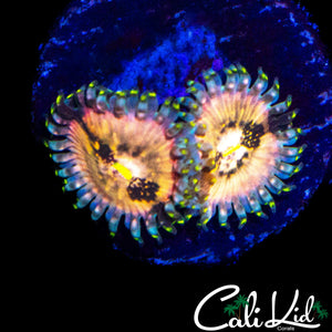 SOUR PUNCH ZOA DOUBLE