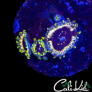CK HELLRAZOR ZOA QUAD