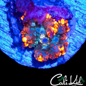 FLAME RIM RHODACTIS