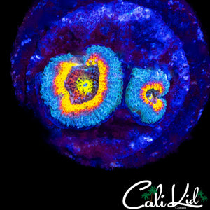 CK FRUITLOOPS MICROMUSSA