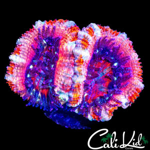 PEPPERMINT ACAN DOUBLE