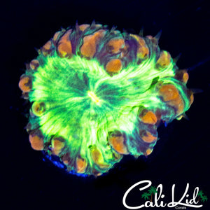ULTRA BUBBLE BLASTO