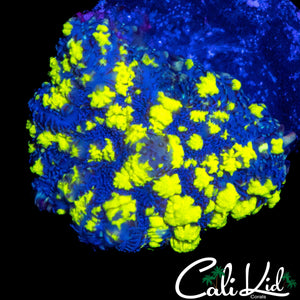 CK BLUE THUNDER BOUNCE SHROOM