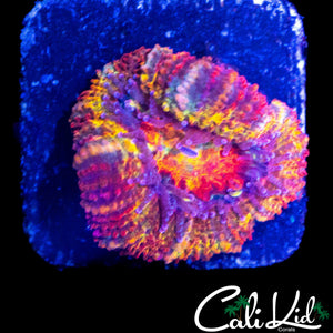MYSTERY RAINBOW ACAN LORD